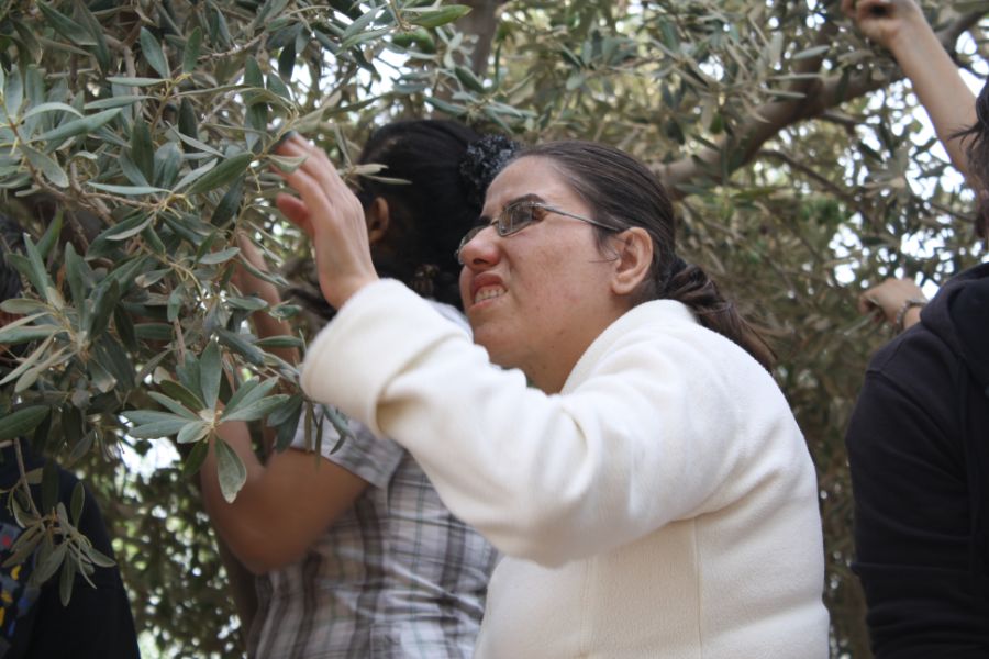 MADABA: raccolta delle olive e...